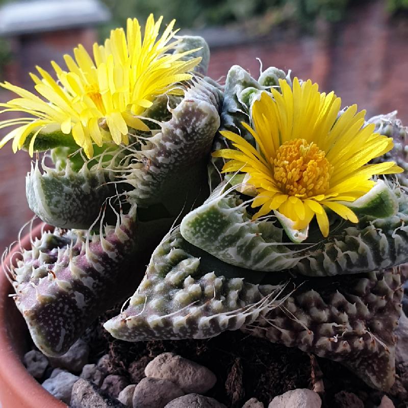 Faucaria_cv._Lizard__3.jpg